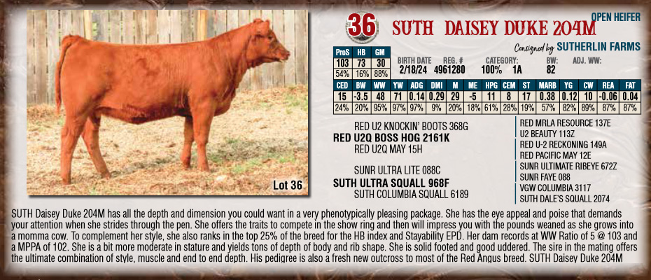 Suth Daisey Duke 204m 2024 Nile Open Heifer