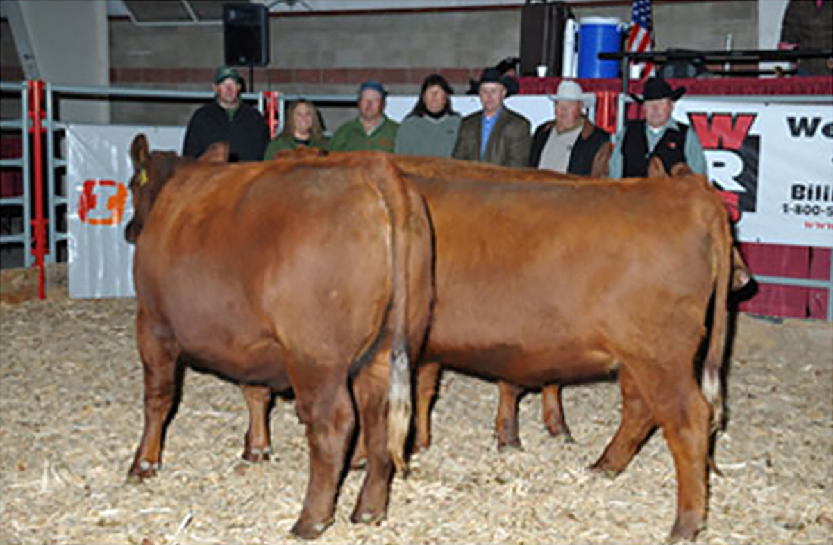 2009 NILE Supreme Champion Pen of Heifers