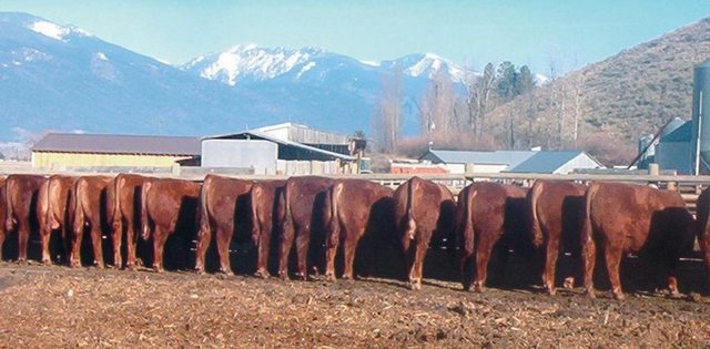 Sutherlin Red Angus Bulls